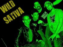 Wild Sativa