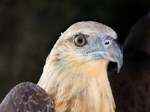 kevin-harris-kevinchawkharris7