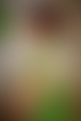 1321834264 green   bree with wings   image  1987