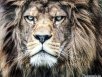 Majestic Dub Kru
