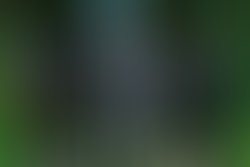 Black forest band photo