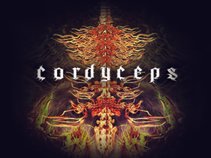 Cordyceps