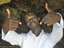 rere mgenge