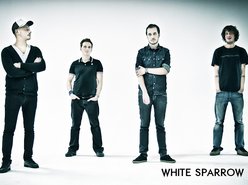 Image for White Sparrow
