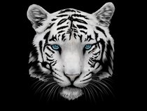 TIGER MOTH EATERS (OFFICIAL) ft DeafboyOne