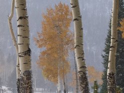 Aspen Street