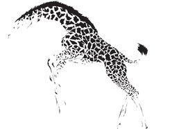 The Giraffes