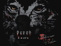 PERRO NEGRO