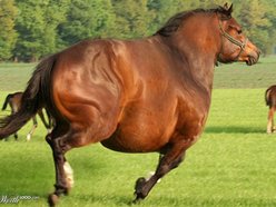 Image for Bony Pony
