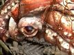 BloodSquid