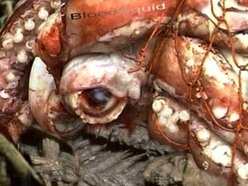 Image for BloodSquid