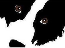 The BorderCollies