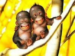 Image for 2 Sick Monkeys