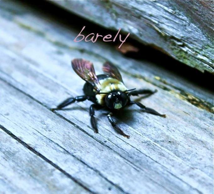 ReverbNation profile picture for @barely