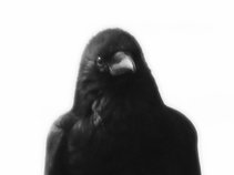 Black Feathered Scavengers
