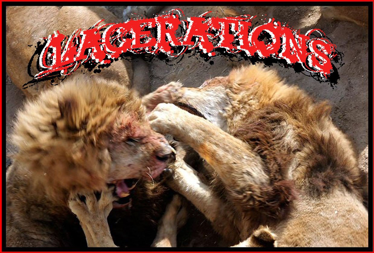 ReverbNation profile picture for @lacerations