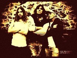 Image for Sugar Bear Trio