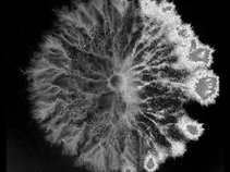 Amygdala