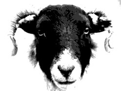 Image for The Wooly Vicars