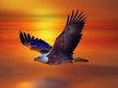 Freebird