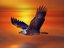 Freebird (Artist)