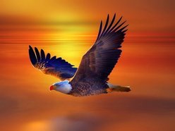 Freebird