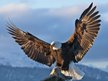 Freebird