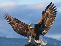 Freebird