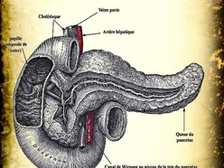 Image for Pancréas