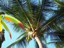 Too Many Coconuts