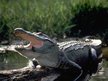 GATOR
