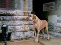 Someone Else's Dog