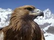 Freebird