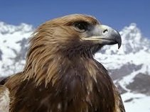 Freebird