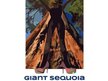 Giant Sequoia