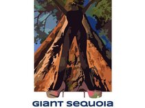Giant Sequoia