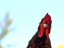 The Oakley Roosters