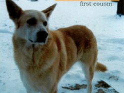 Image for Cousin Dad