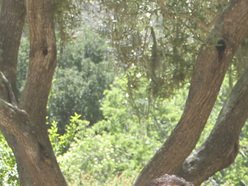 Blues Prophecy / Kelly Wildowsky