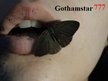 Gothamstar777