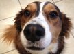 Grumpy Puppy Music