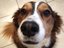 Grumpy Puppy Music (Artist)