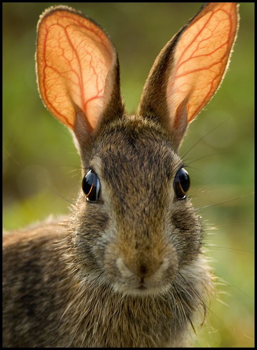 Rabbit Ear Movement | ReverbNation