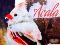Acala