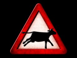 Image for Galloping Cows