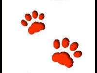 Image for Cats In Practice