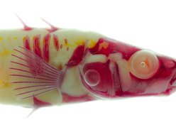 Image for Stickleback