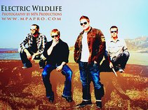 Electric Wildlife
