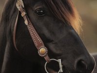 Image for Cathy Main