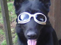 Shady Dogs